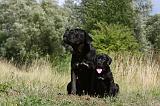 CANE CORSO 860